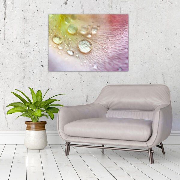 Obraz - Kapky rosy (70x50 cm)