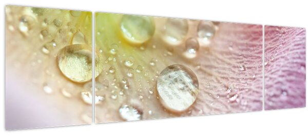 Obraz - Kapky rosy (170x50 cm)
