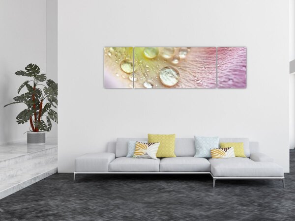 Obraz - Kapky rosy (170x50 cm)