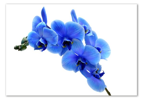Foto obraz fotografie na skle Modrná orchidej osh-91549599