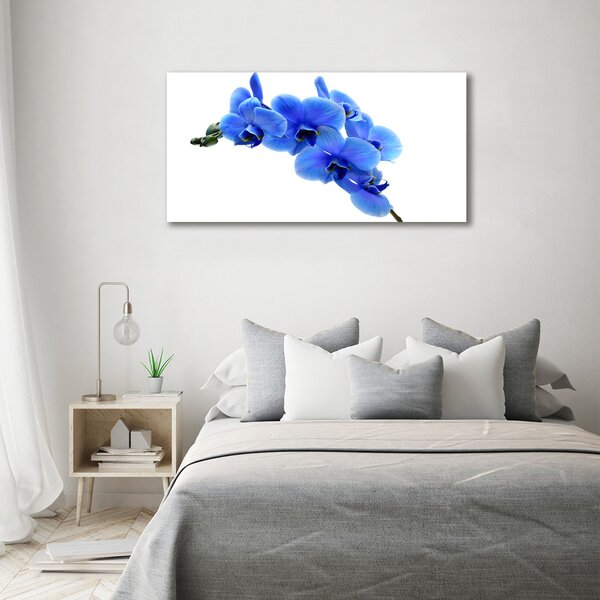 Foto obraz na plátně Modrná orchidej oc-91549599