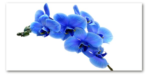 Foto obraz fotografie na skle Modrná orchidej osh-91549599