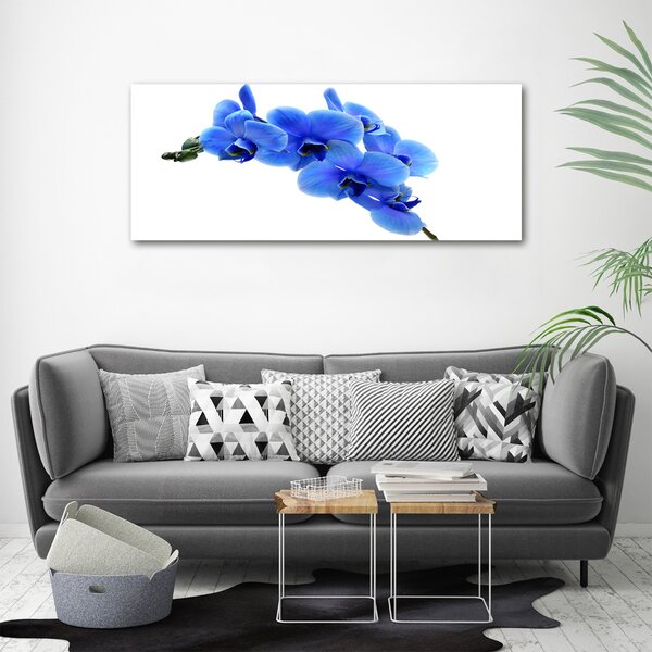 Foto obraz na plátně Modrná orchidej oc-91549599