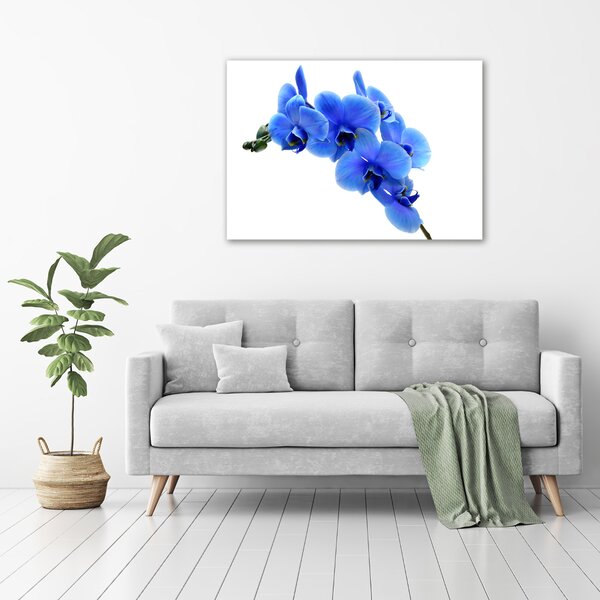 Foto obraz na plátně Modrná orchidej oc-91549599
