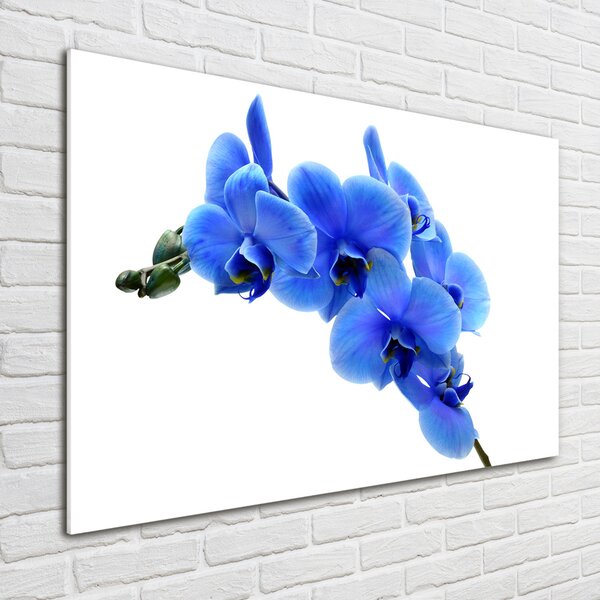 Foto obraz fotografie na skle Modrná orchidej osh-91549599