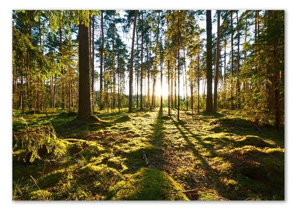 Fotoobraz na skle Sosnový les osh-92027264