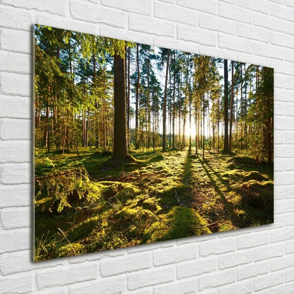 Fotoobraz na skle Sosnový les osh-92027264