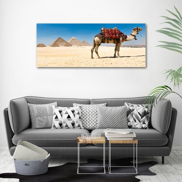 Foto obraz na plátně Velbloud Káhira oc-93235803