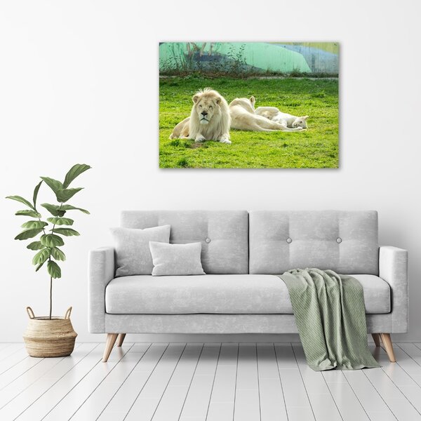 Foto-obraz fotografie na skle Béžové lvy osh-93716692