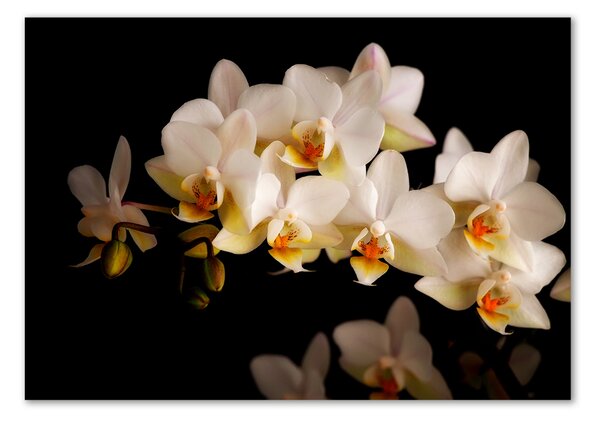 Fotoobraz na skle Orchidej osh-95410450