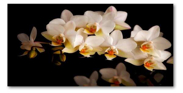 Fotoobraz na skle Orchidej osh-95410450