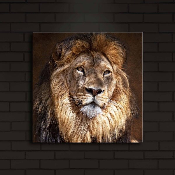 Wallity Obraz s LED osvětlením KRÁL ZVÍŘAT 20 40 x 40 cm