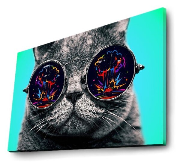 Wallity Obraz s LED osvětlením KOČKA V BRÝLÍCH 61 45 x 70 cm