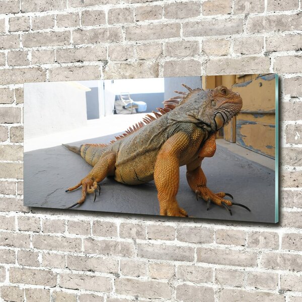 Foto-obraz na skle Iguana osh-97700993