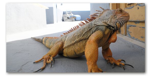 Foto-obraz na skle Iguana osh-97700993