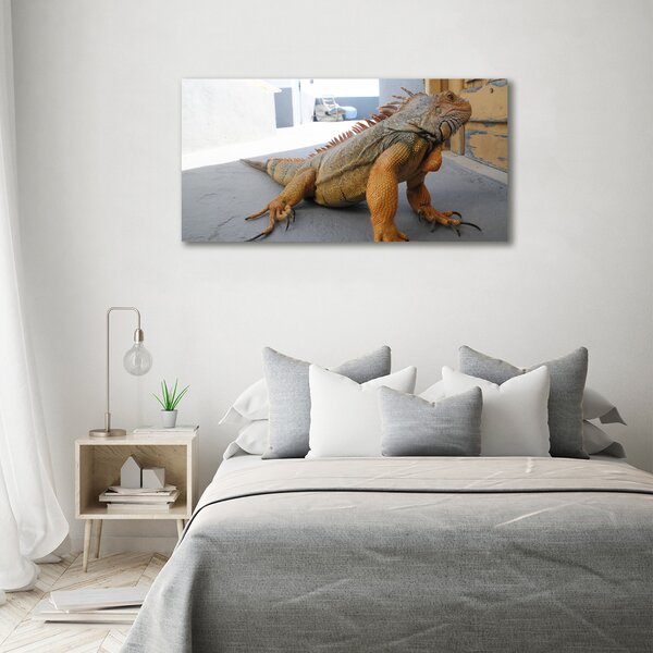 Foto obraz na plátně Iguana oc-97700993