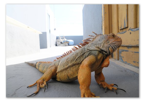 Foto-obraz na skle Iguana osh-97700993