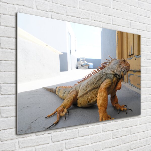Foto-obraz na skle Iguana osh-97700993