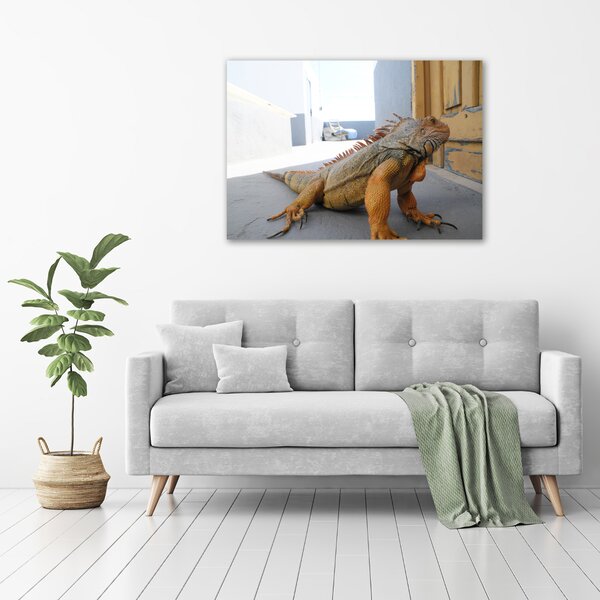 Foto obraz na plátně Iguana oc-97700993