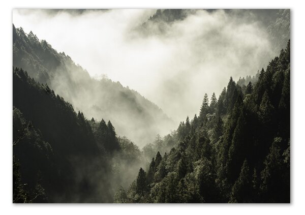 Foto obraz fotografie na skle Mlha nad lesem osh-98626353