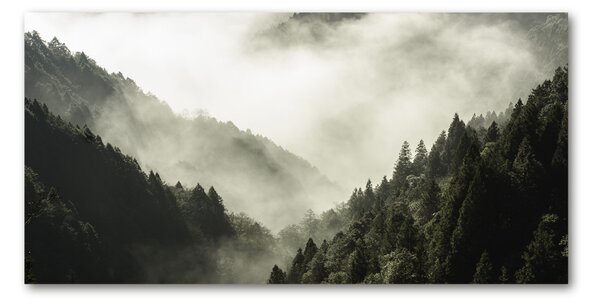 Foto obraz fotografie na skle Mlha nad lesem osh-98626353