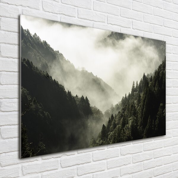 Foto obraz fotografie na skle Mlha nad lesem osh-98626353
