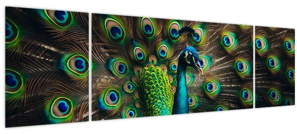 Obraz - Páv (170x50 cm)