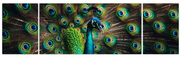 Obraz - Páv (170x50 cm)