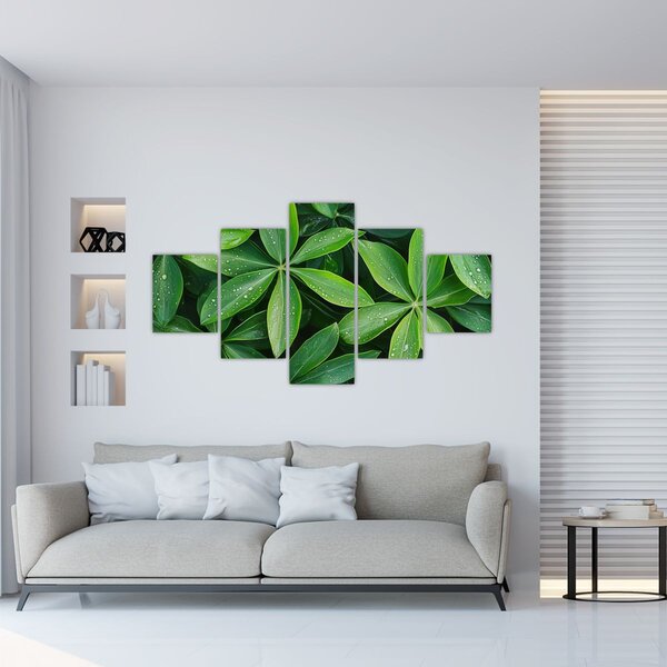 Obraz - Listy s kapkami rosy (125x70 cm)