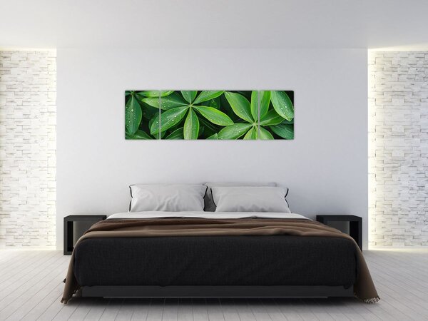 Obraz - Listy s kapkami rosy (170x50 cm)
