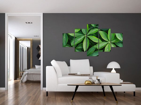 Obraz - Listy s kapkami rosy (125x70 cm)