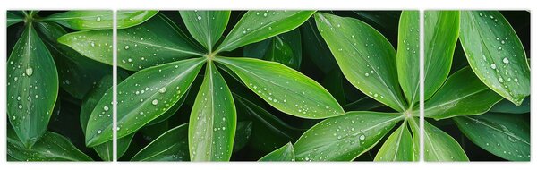 Obraz - Listy s kapkami rosy (170x50 cm)