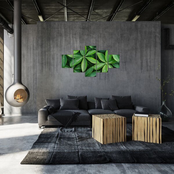 Obraz - Listy s kapkami rosy (125x70 cm)