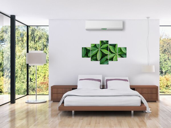 Obraz - Listy s kapkami rosy (125x70 cm)