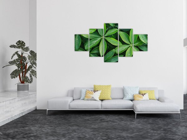 Obraz - Listy s kapkami rosy (125x70 cm)