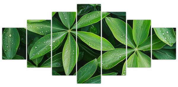 Obraz - Listy s kapkami rosy (210x100 cm)