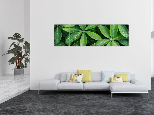 Obraz - Listy s kapkami rosy (170x50 cm)