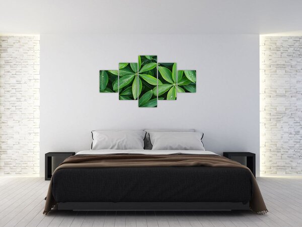 Obraz - Listy s kapkami rosy (125x70 cm)