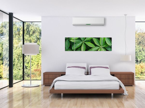 Obraz - Listy s kapkami rosy (170x50 cm)
