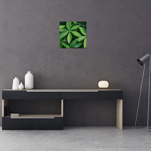 Obraz - Listy s kapkami rosy (30x30 cm)