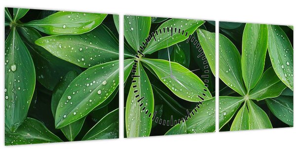 Obraz - Listy s kapkami rosy (s hodinami) (90x30 cm)