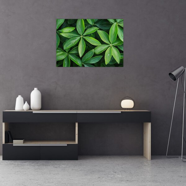 Obraz - Listy s kapkami rosy (70x50 cm)