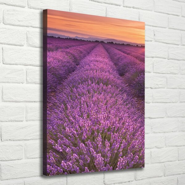 Vertikální Foto obraz canvas Pole levandule ocv-102438053