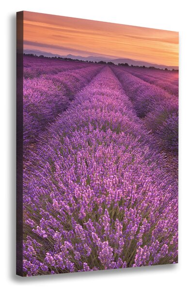 Vertikální Foto obraz canvas Pole levandule ocv-102438053