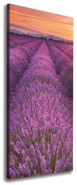 Vertikální Foto obraz canvas Pole levandule ocv-102438053