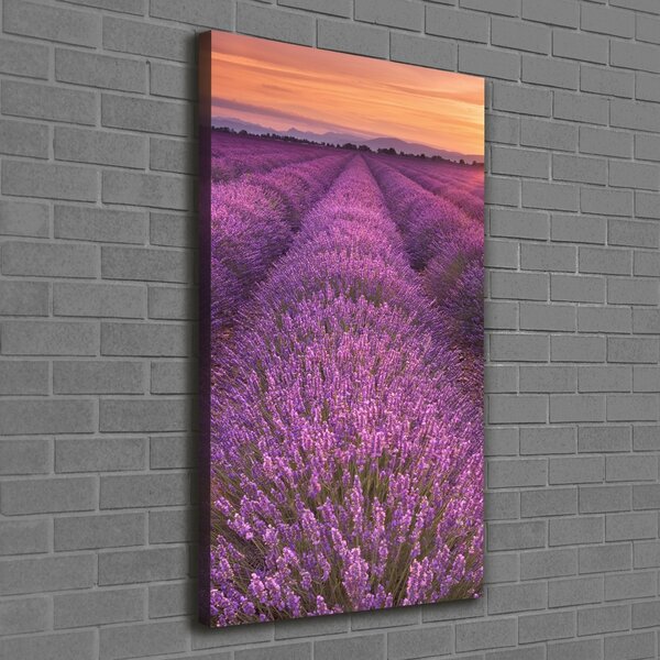 Vertikální Foto obraz canvas Pole levandule ocv-102438053