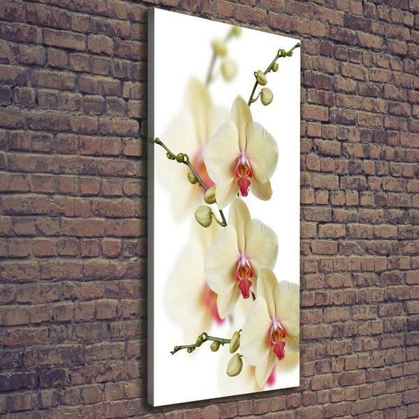 Vertikální Vertikální Foto obraz na plátně do obýváku Orchidej ocv-102443917