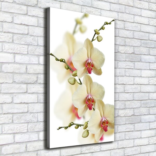 Vertikální Vertikální Foto obraz na plátně do obýváku Orchidej ocv-102443917