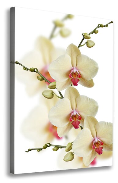 Vertikální Vertikální Foto obraz na plátně do obýváku Orchidej ocv-102443917