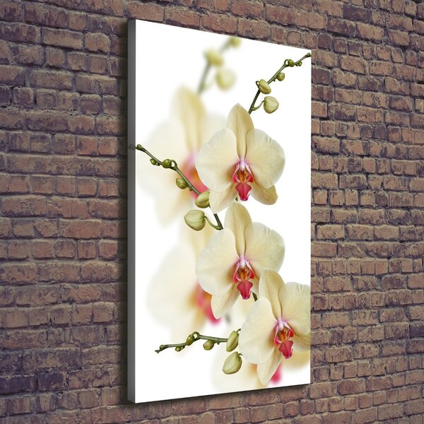 Vertikální Vertikální Foto obraz na plátně do obýváku Orchidej ocv-102443917